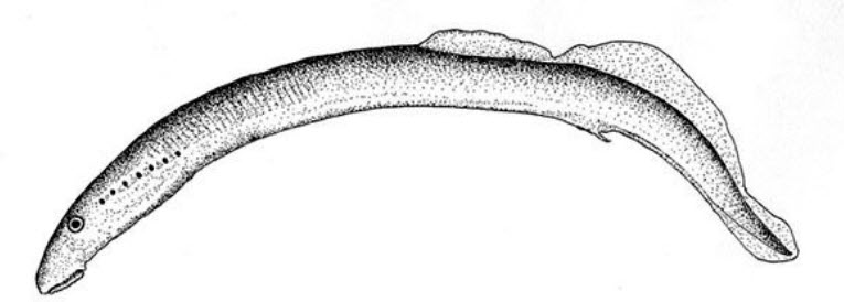 Lampetra planeri_0001.jpg